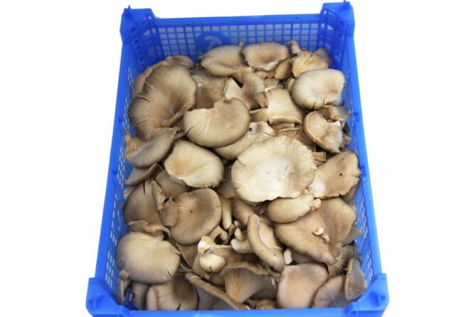 Oesterzwammmen per MULTIKRAT