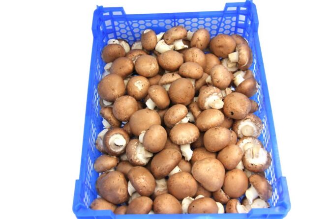 Kastanje Champignons MULTIKRAT