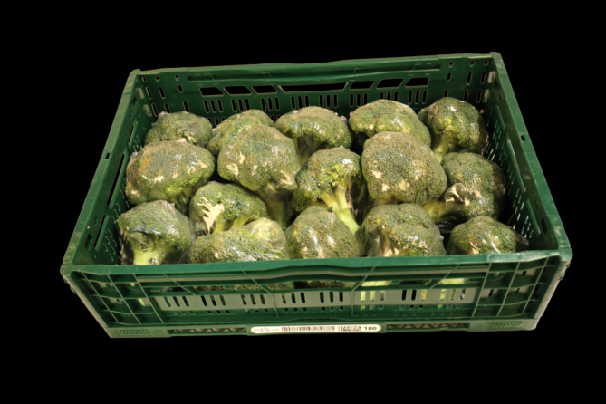 Broccoli per KIST 6KG