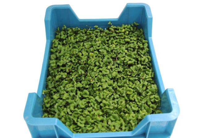 Cress Daikon per DOOS X16