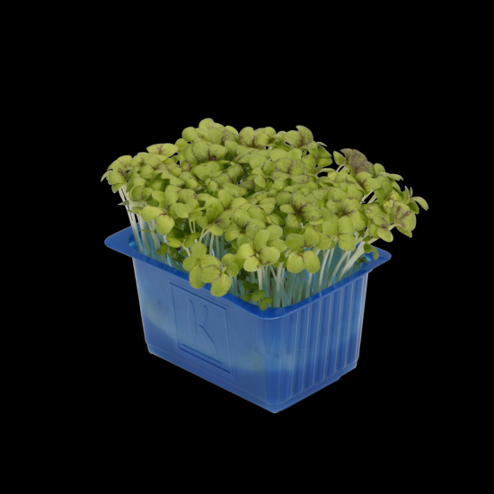 Cress Mustard per bakje