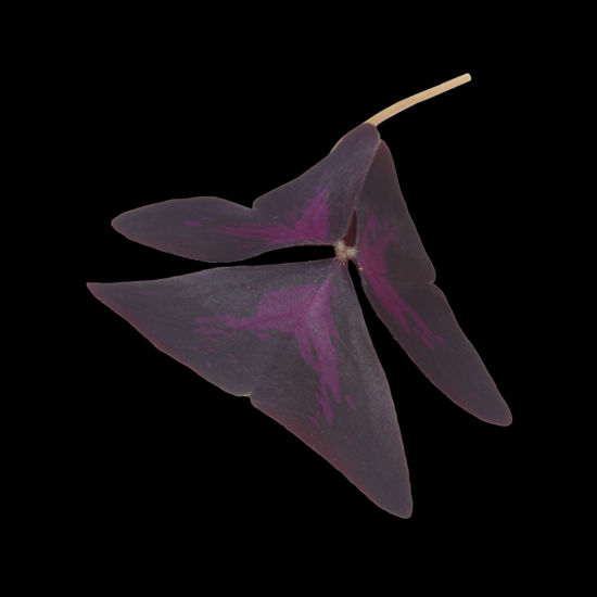 !Yka leaves per DOOS 2x15st