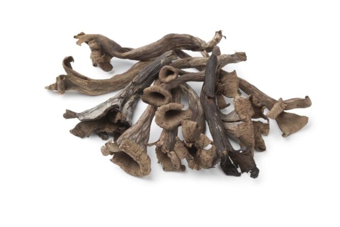 !Trompette de la mort per kg