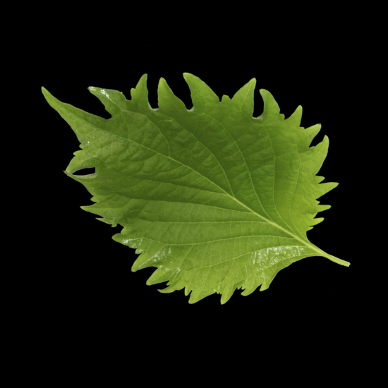 Shiso leaves GROEN per bakje