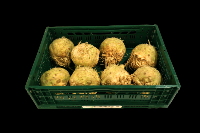 Knolselderij per KIST X8