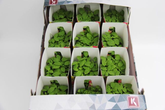 !Cress Limoen per DOOS X12