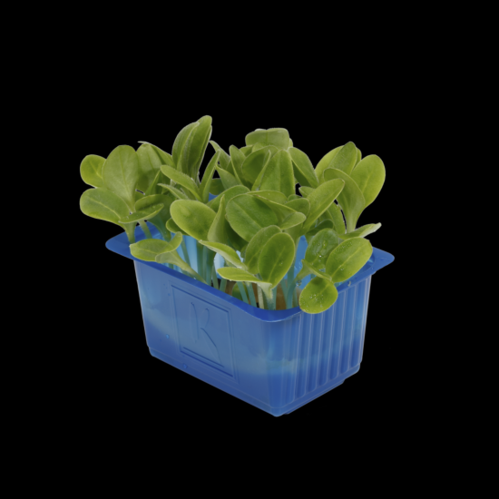 Cress Borage per bakje
