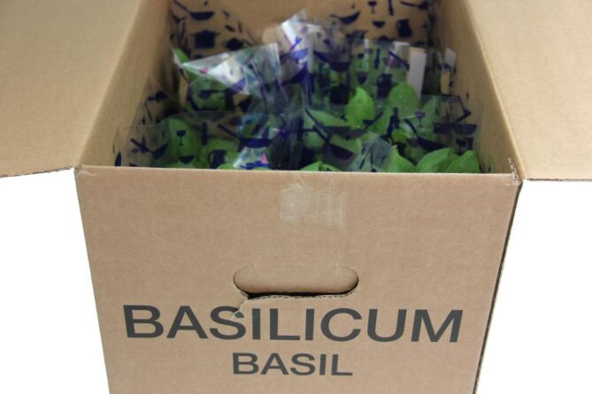 Basilicum POTTEN per DOOS X6