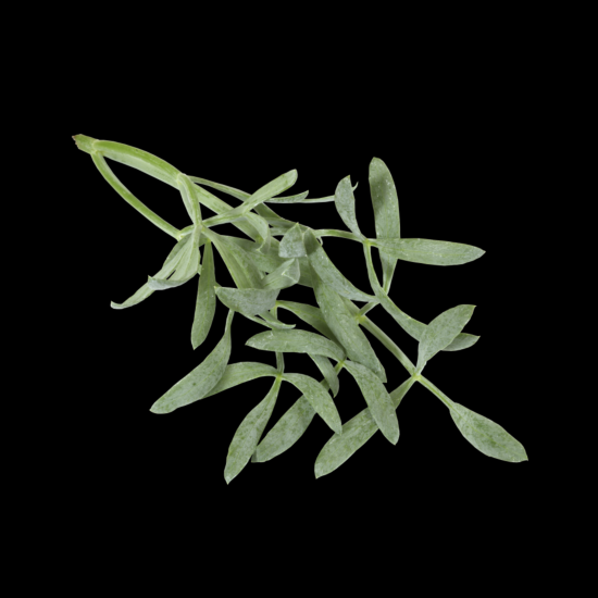 !Cress SEA FENNEL per bakje