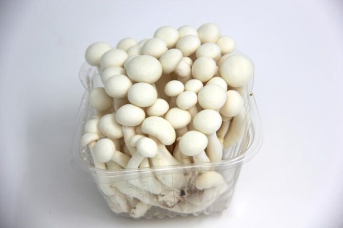 Bundelzwam WIT per bundel