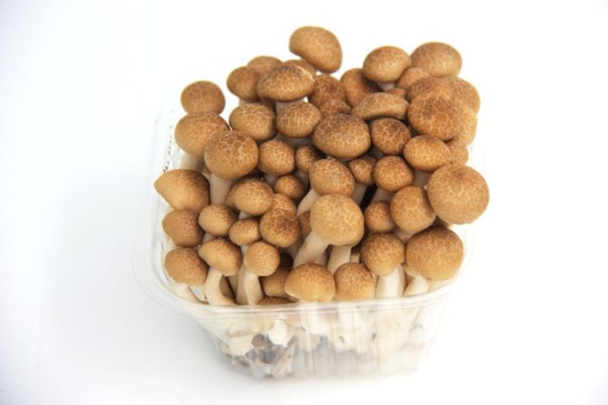 Bundelzwam BRUIN per bundel