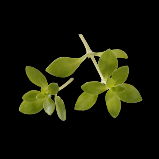 !Gangnam Tops per DOOS 2x50st