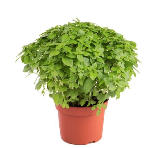 !Picolini Basilicum per pot
