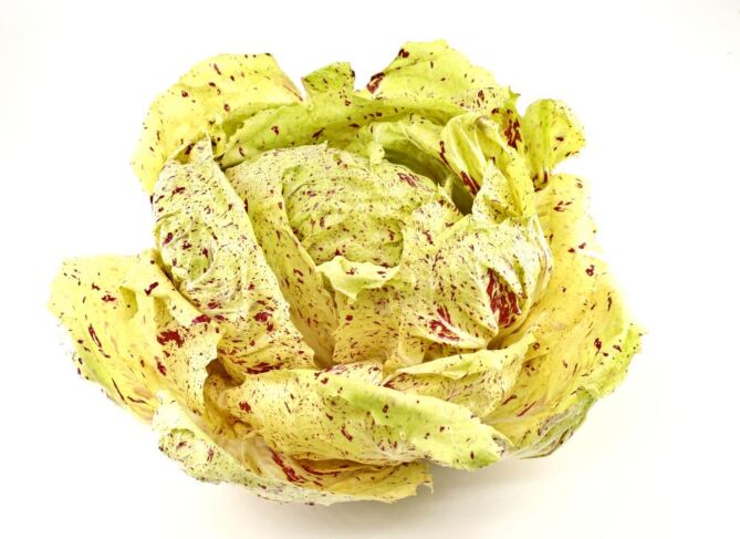 Radicchio CASTELFRANCO DOOS 2KG