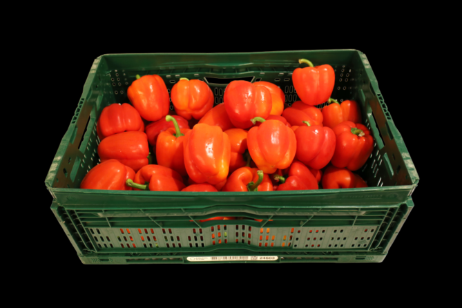 Paprika Rood per DOOS 5KG