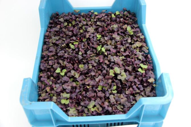 Cress Sakura ROOD per DOOS X16