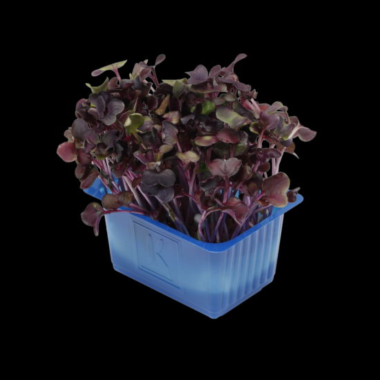 Cress Sakura ROOD per bakje