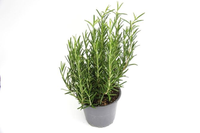 Rozemarijn per POT