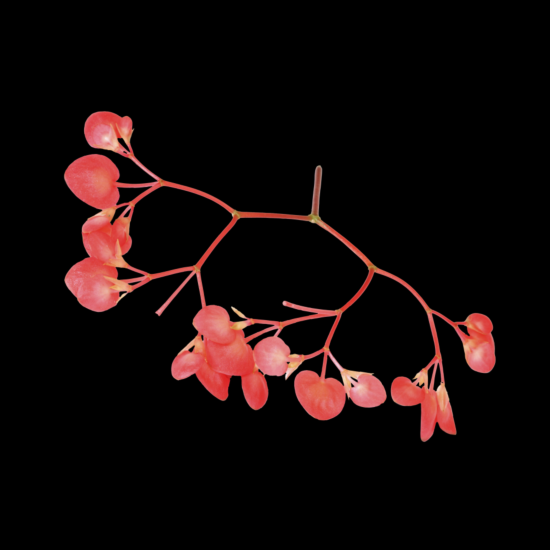 !Apple blossom per DOOS 2x100st