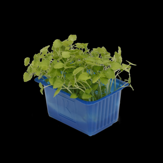 Cress Atsina per bakje