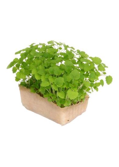 Cress Atsina per bakje