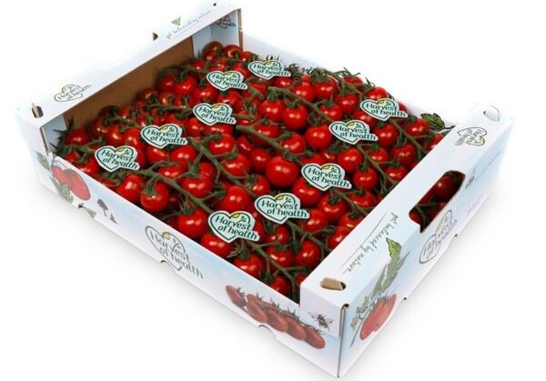 !Tomaten HARVEST per DOOS 5KG