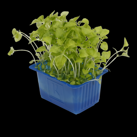 Cress Sechuan per bakje