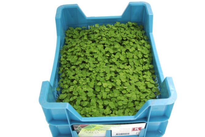 Cress Atsina per DOOS X16