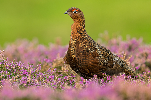 Grouse 