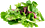 Salades